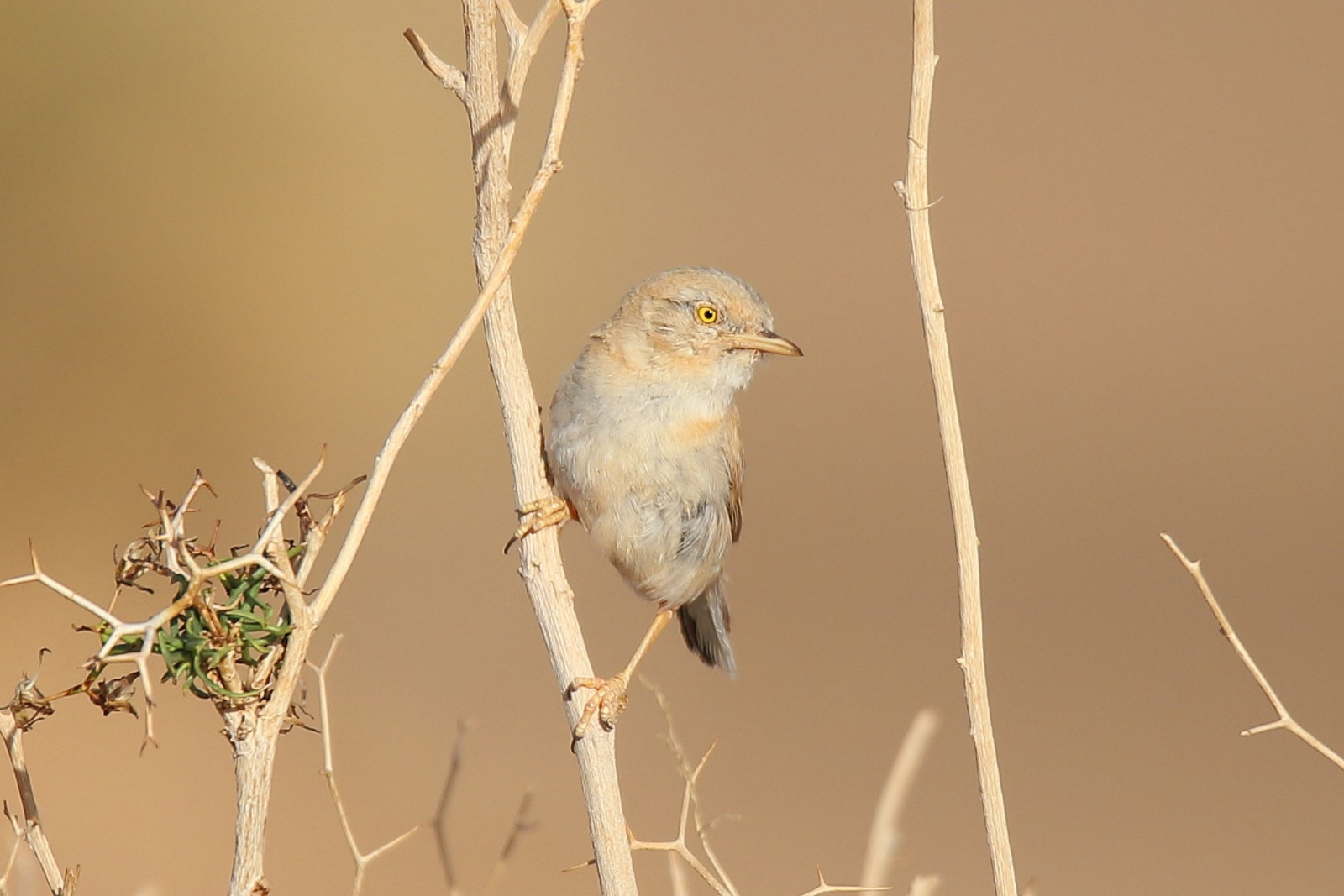 image African Desert Warbler